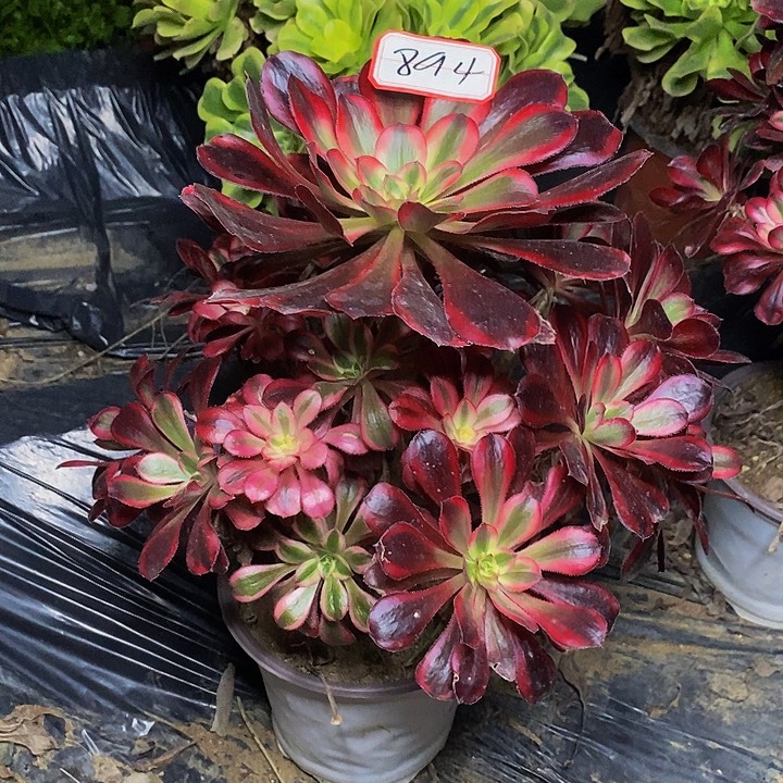 香奈儿老桩捧花894号