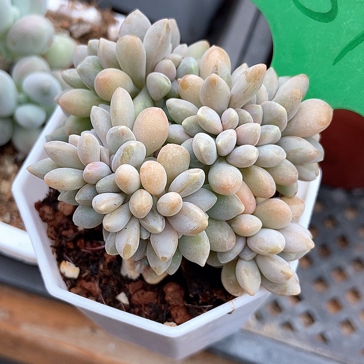 多肉植物缀化157