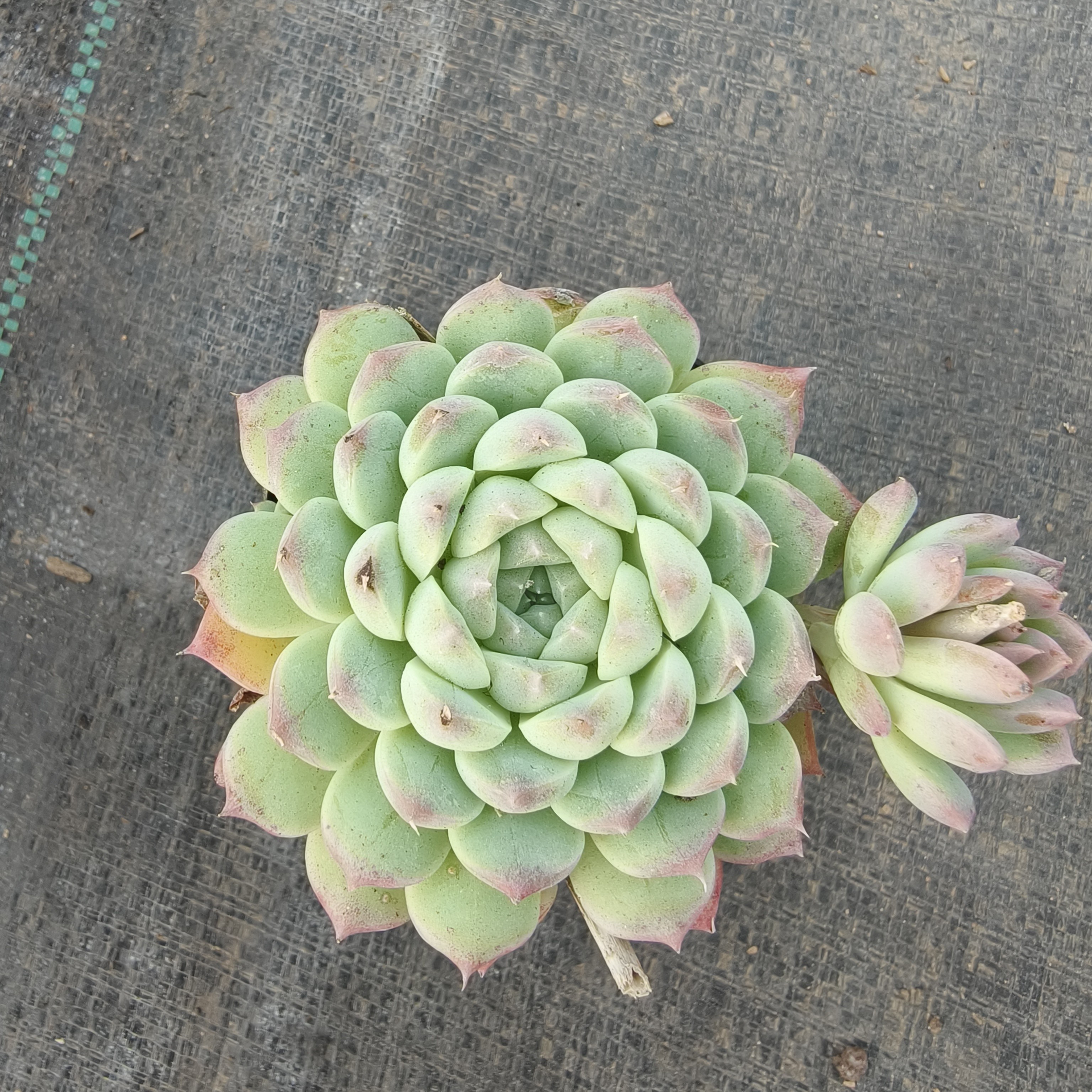 【满10米包邮】雪花珍妮多肉植物新手好养室内阳台办公绿植