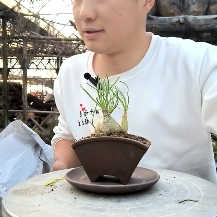 暴****?小盆景小植物一物一拍176