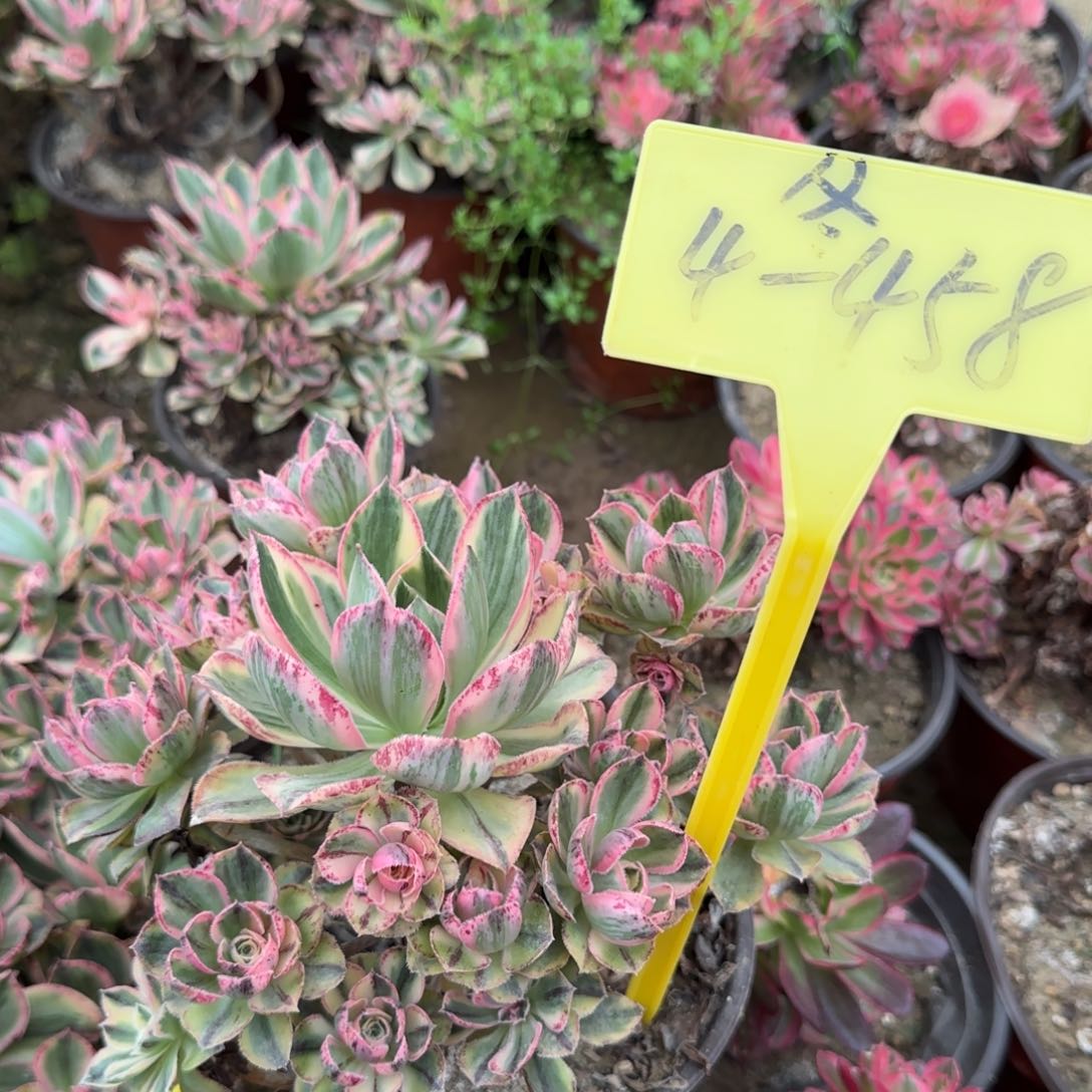 4+458---多头多肉植物