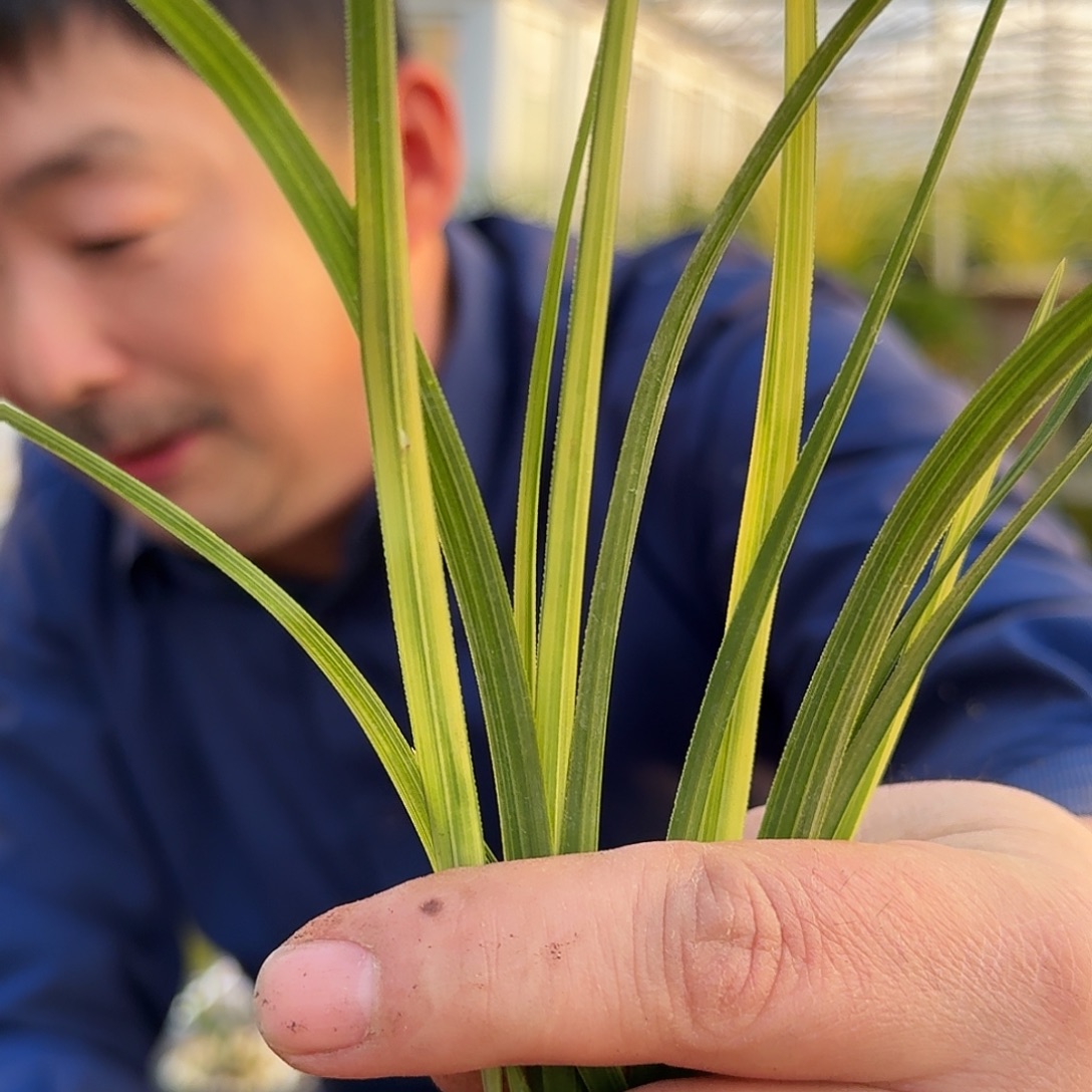 不***林完全开放123345667890000