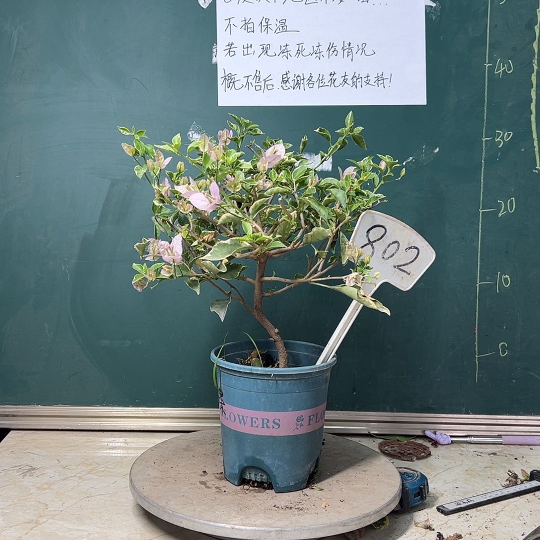 完全开放 福利  弯杆 苹果蝶 802