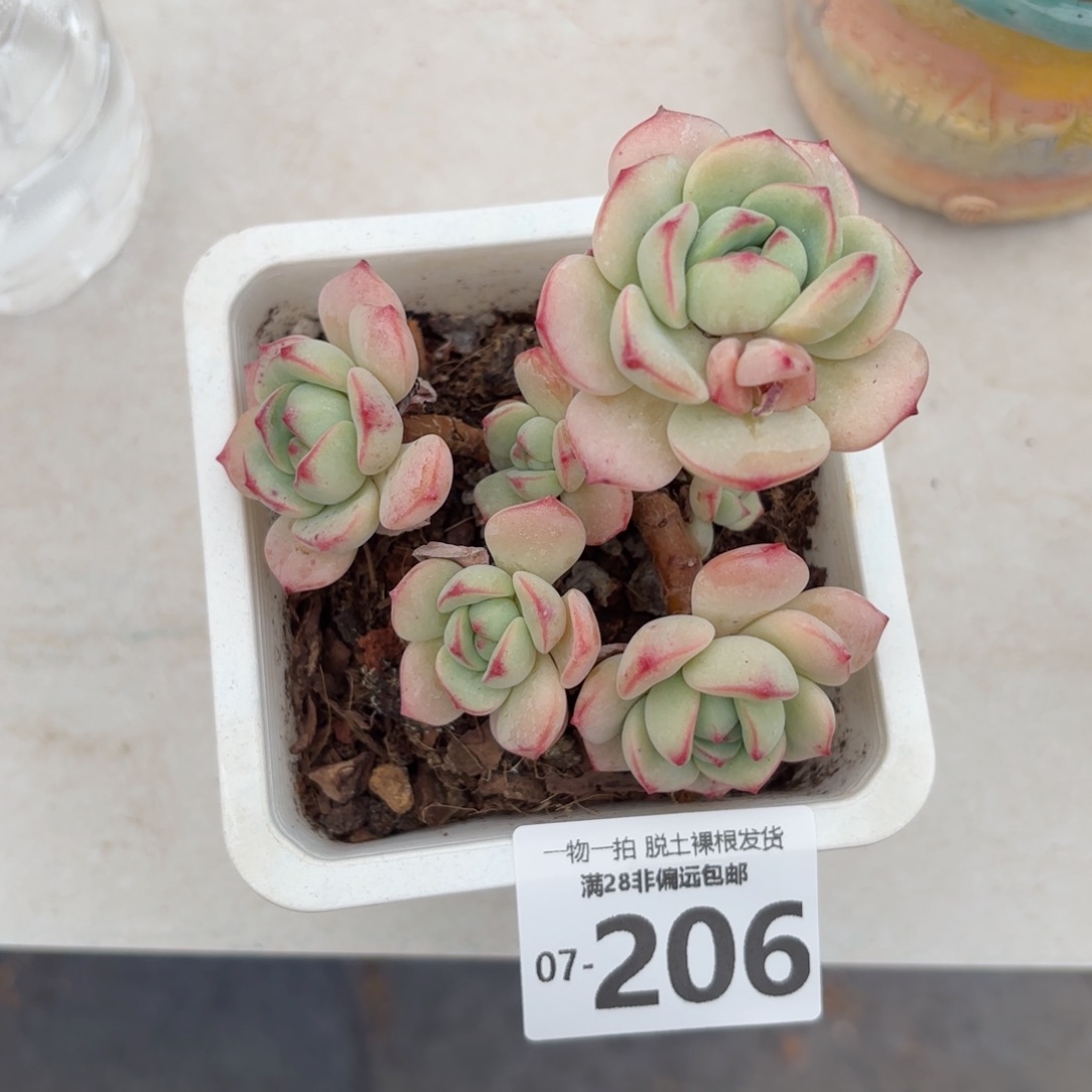 香草老桩多肉多肉多肉多肉