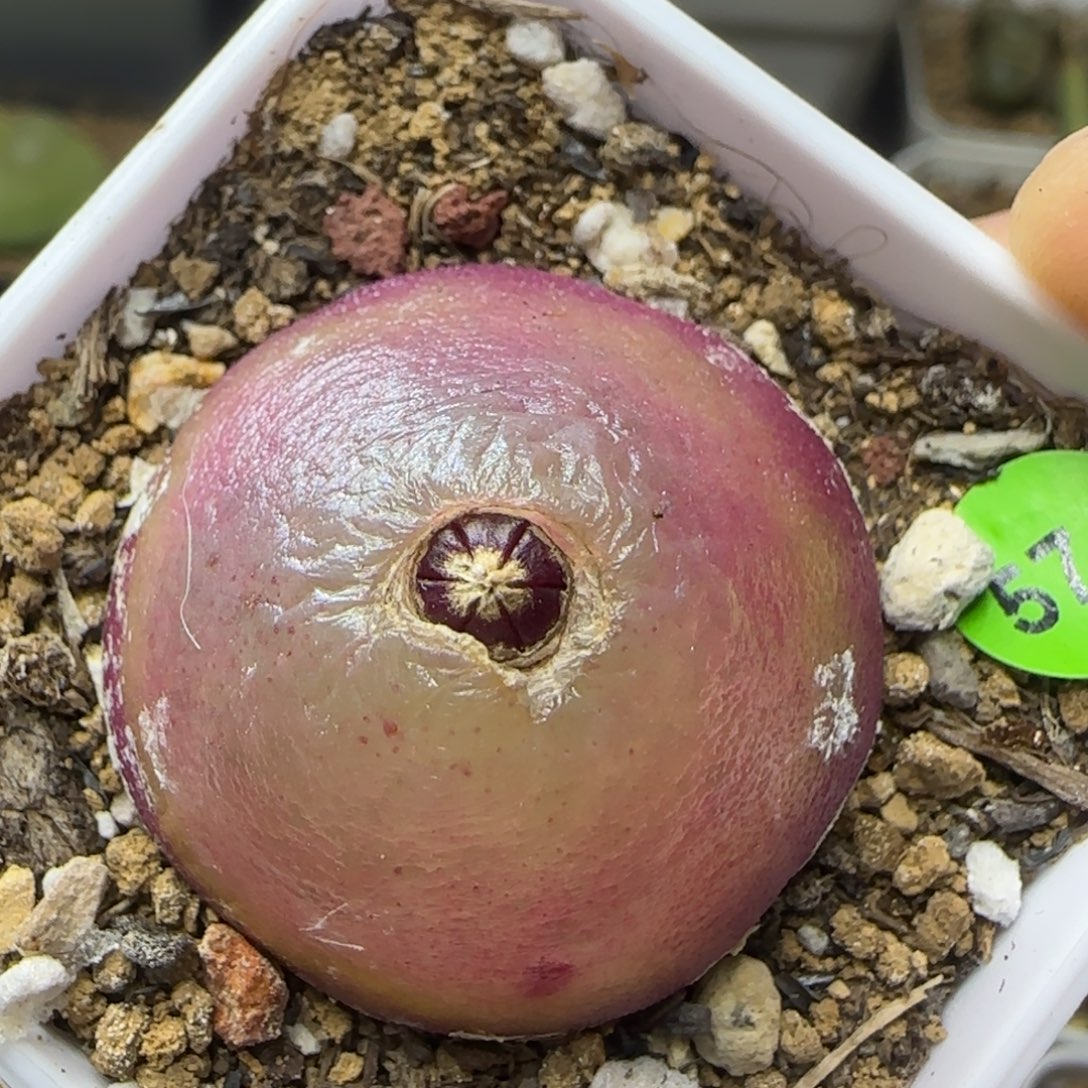 灯泡3.2多肉植物574