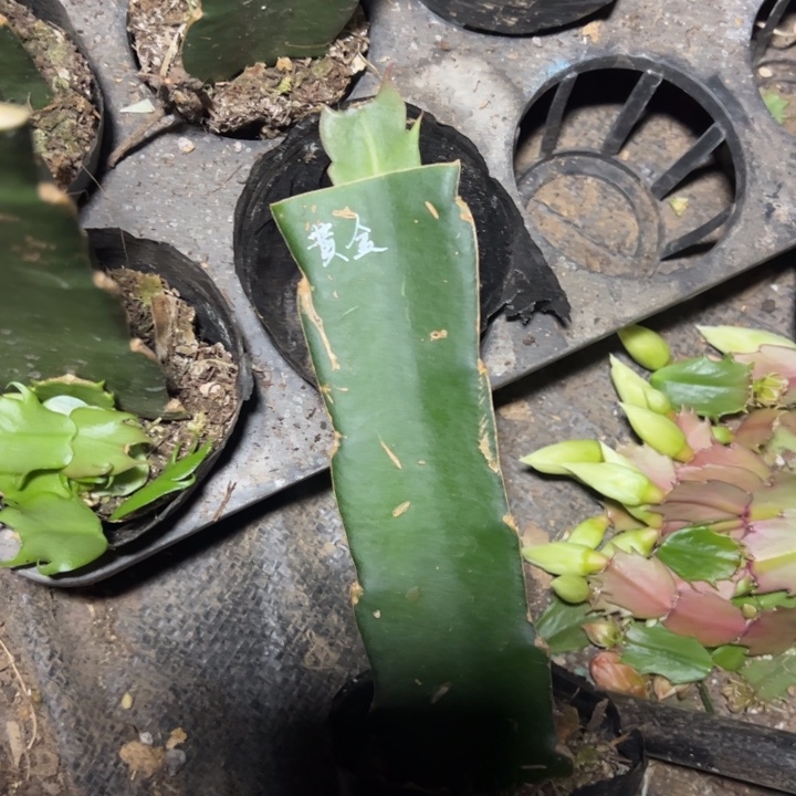 黄金女王嫁接单片小苗一颗