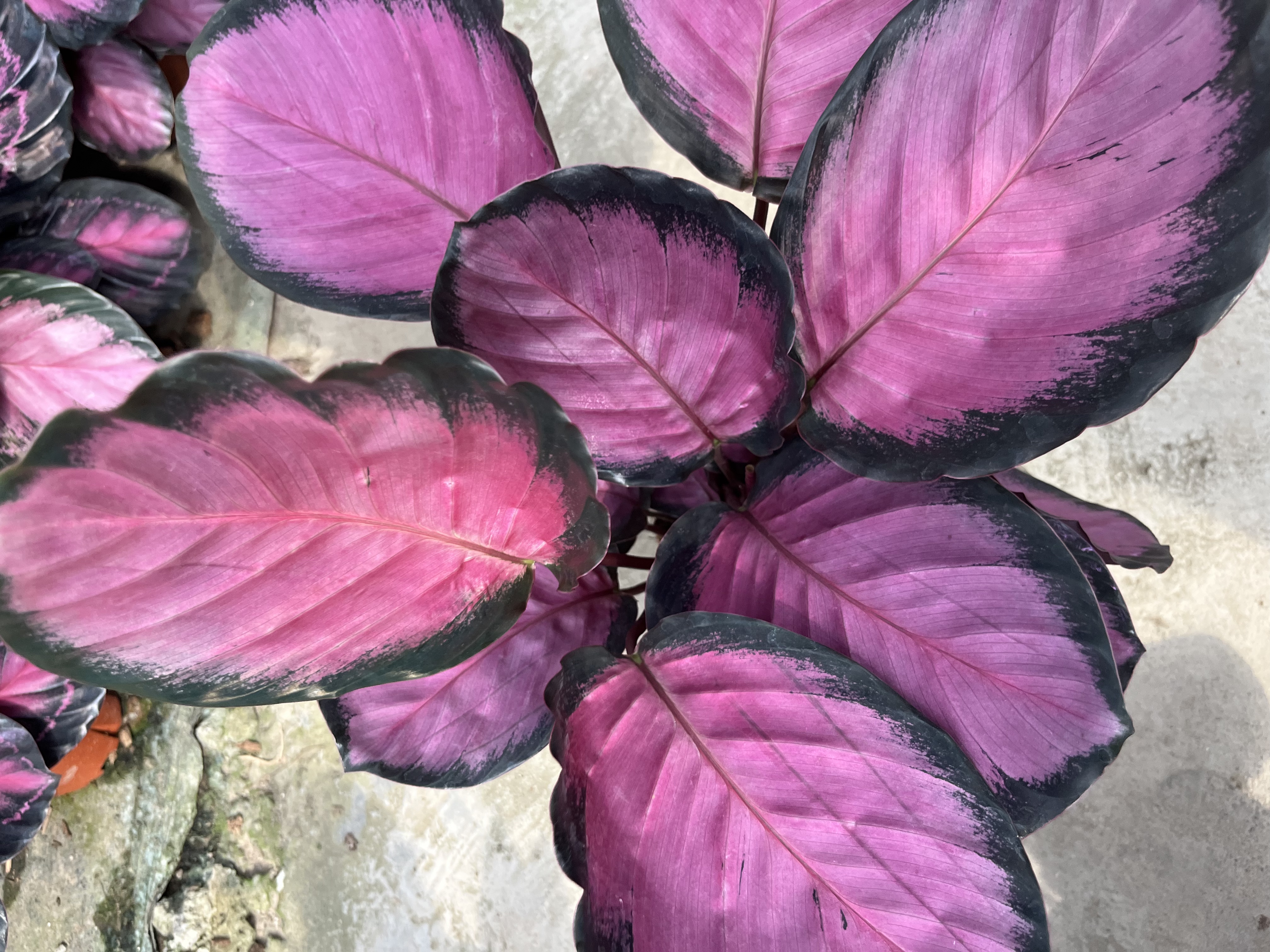 彩美丽竹芋室内耐阴净化空气好养观叶盆栽