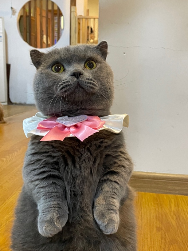 小宠链接相册图片