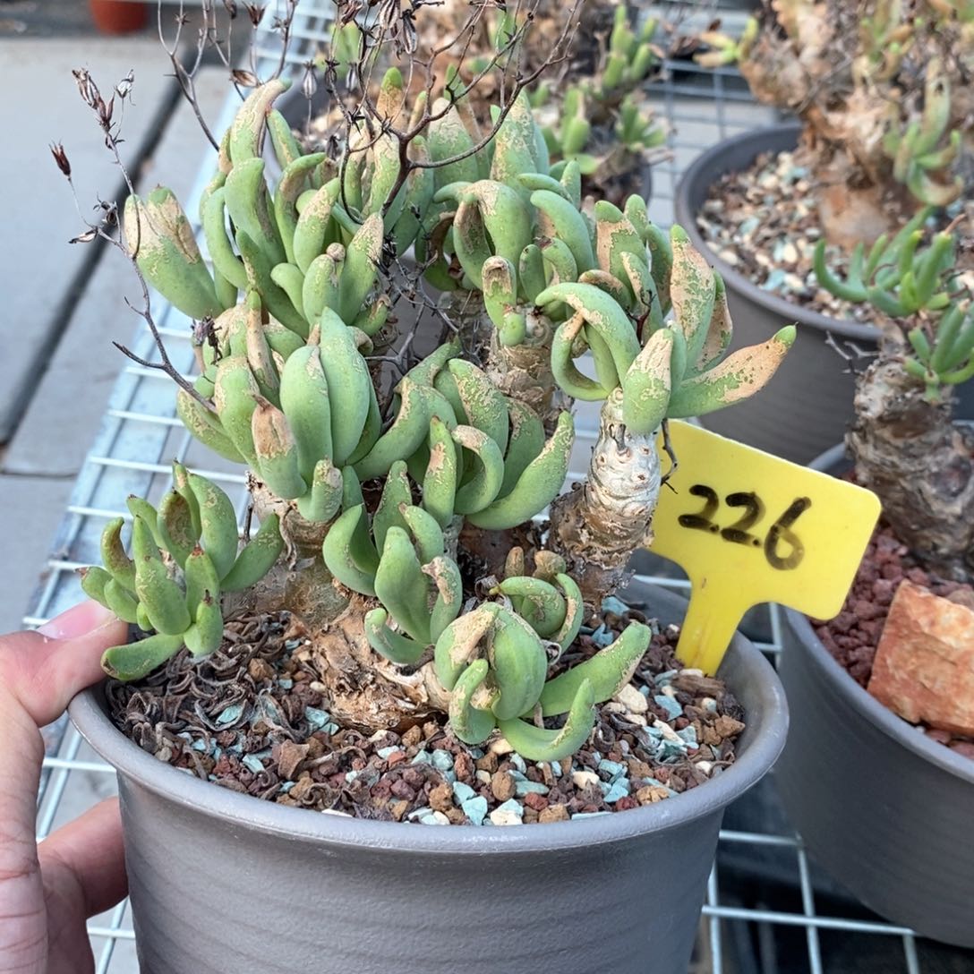 产地万物想多肉植物