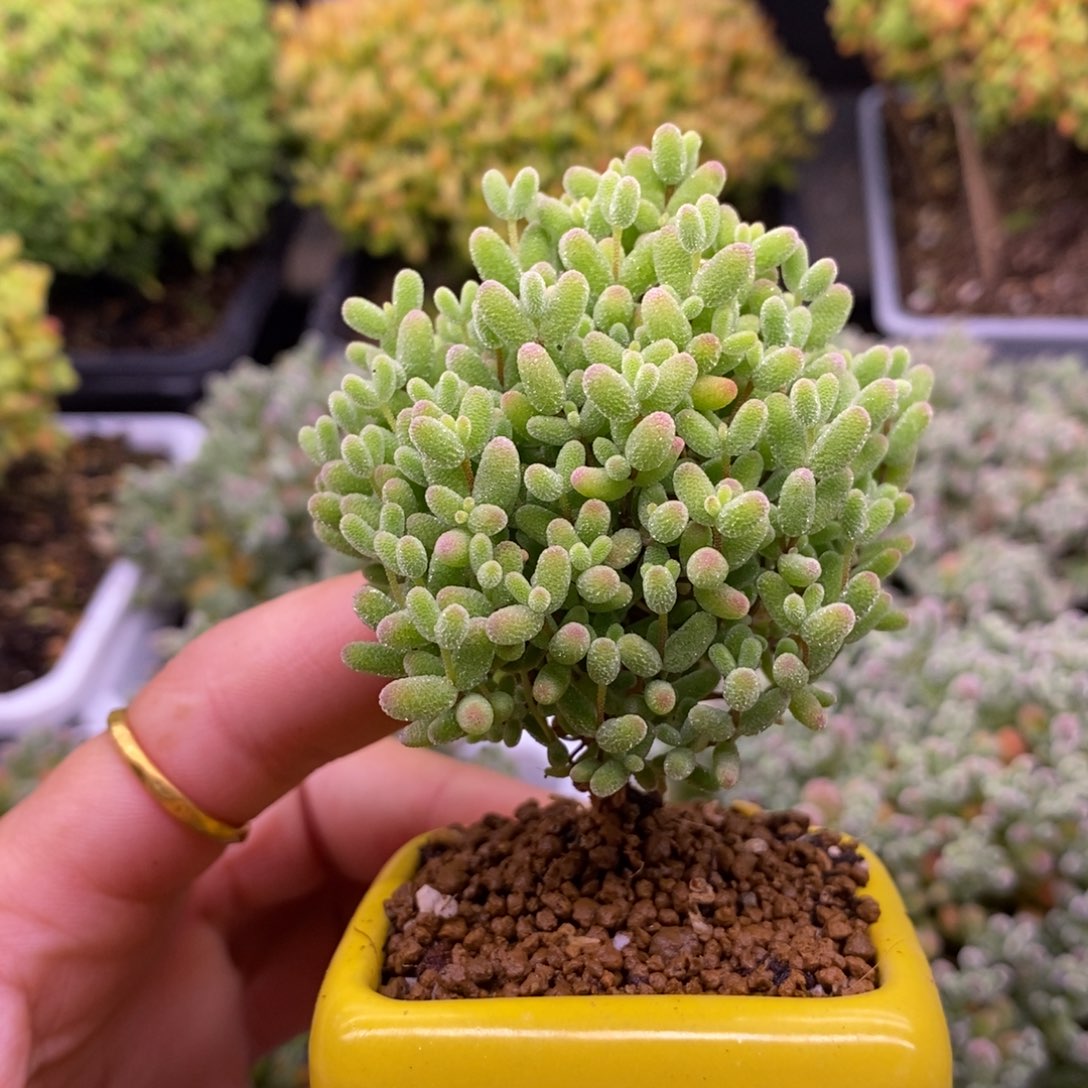 1。  蜜橘糖球。  