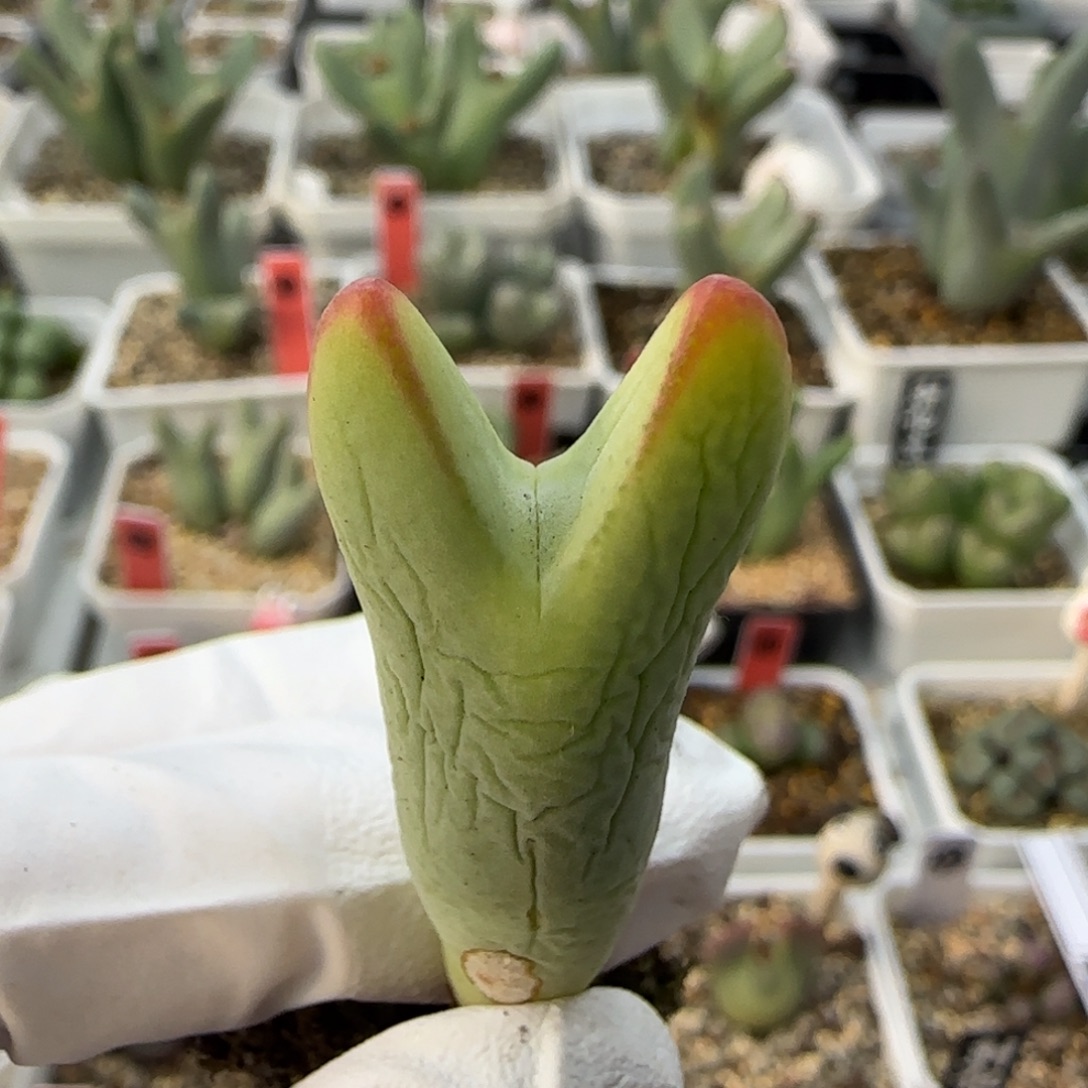 1-3-137当天满38包邮黄金体晕染粗红边皮卡丘有疤脱土