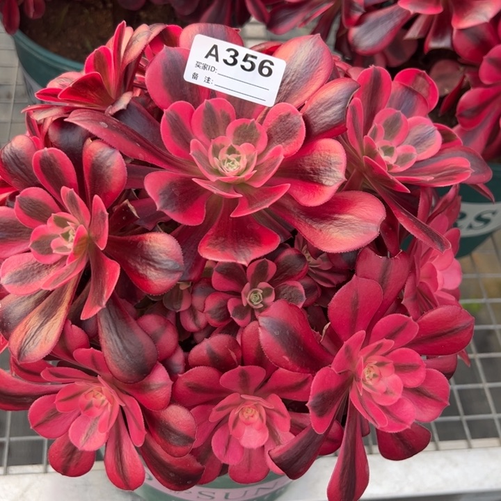 356美杜莎23厘米左右