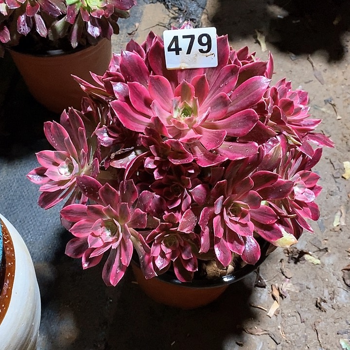 法师植物一拍12345678