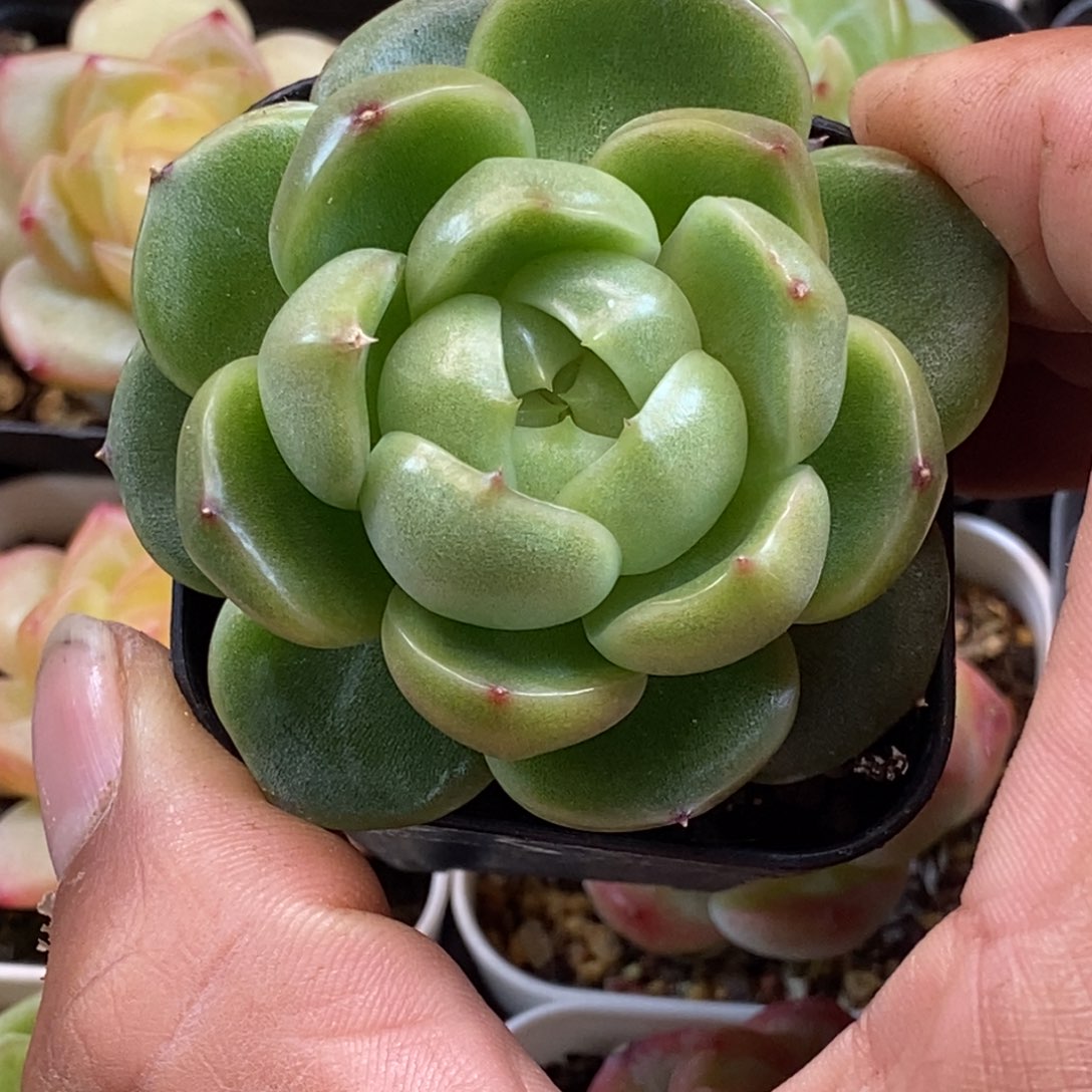 天官赐福百无禁忌