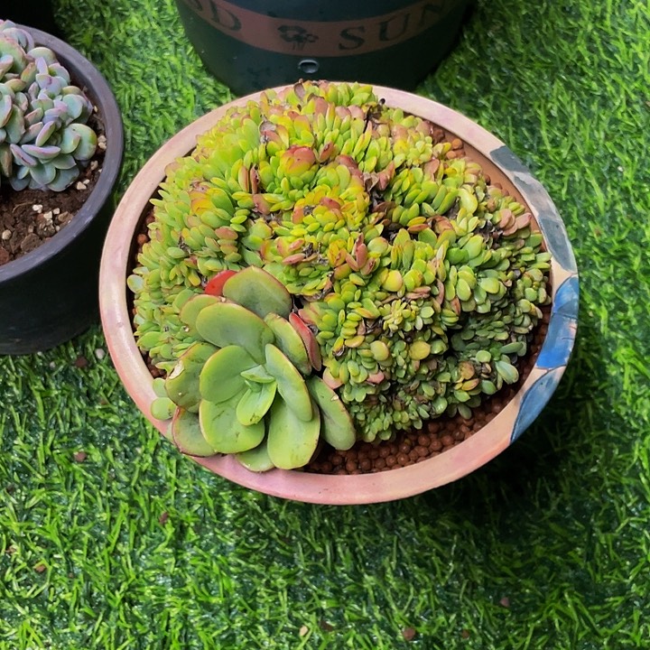 陌***忆一物一拍一物一拍