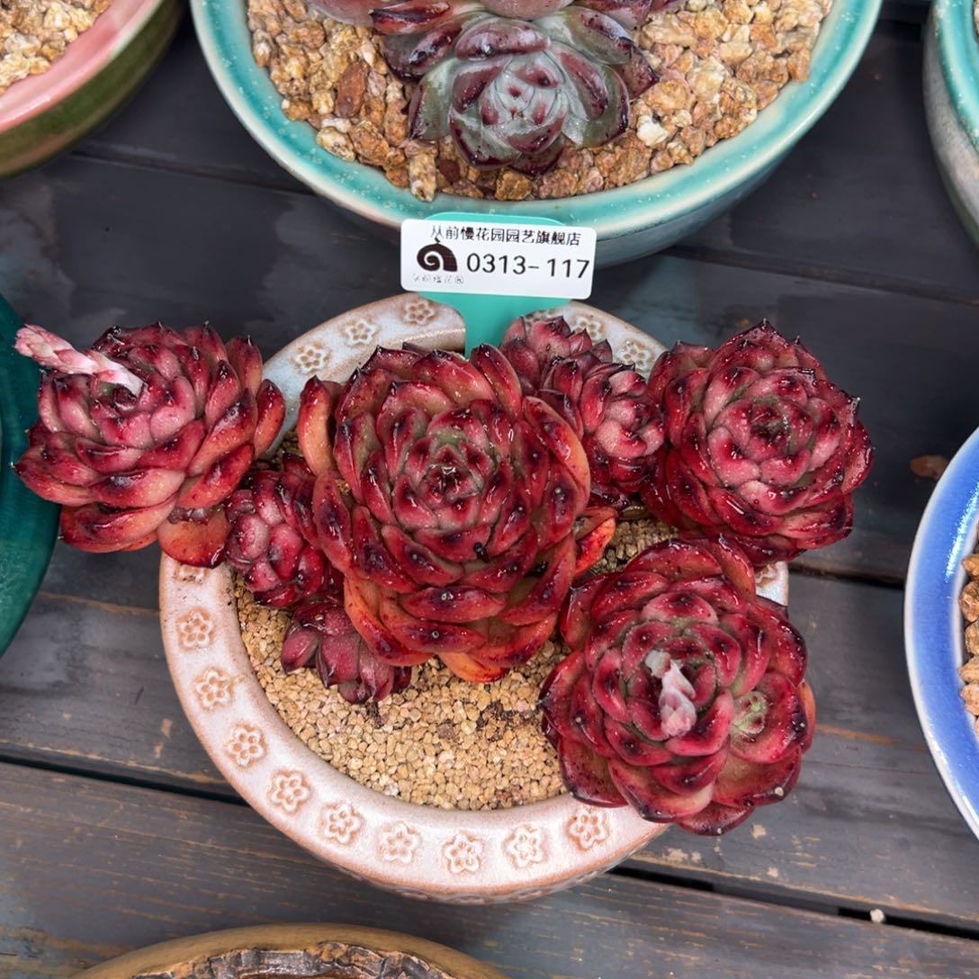 多肉一物一次0313-117