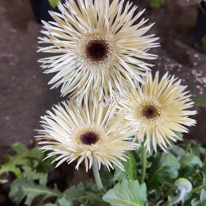 原盆原土一加仑非洲菊白色拉丝