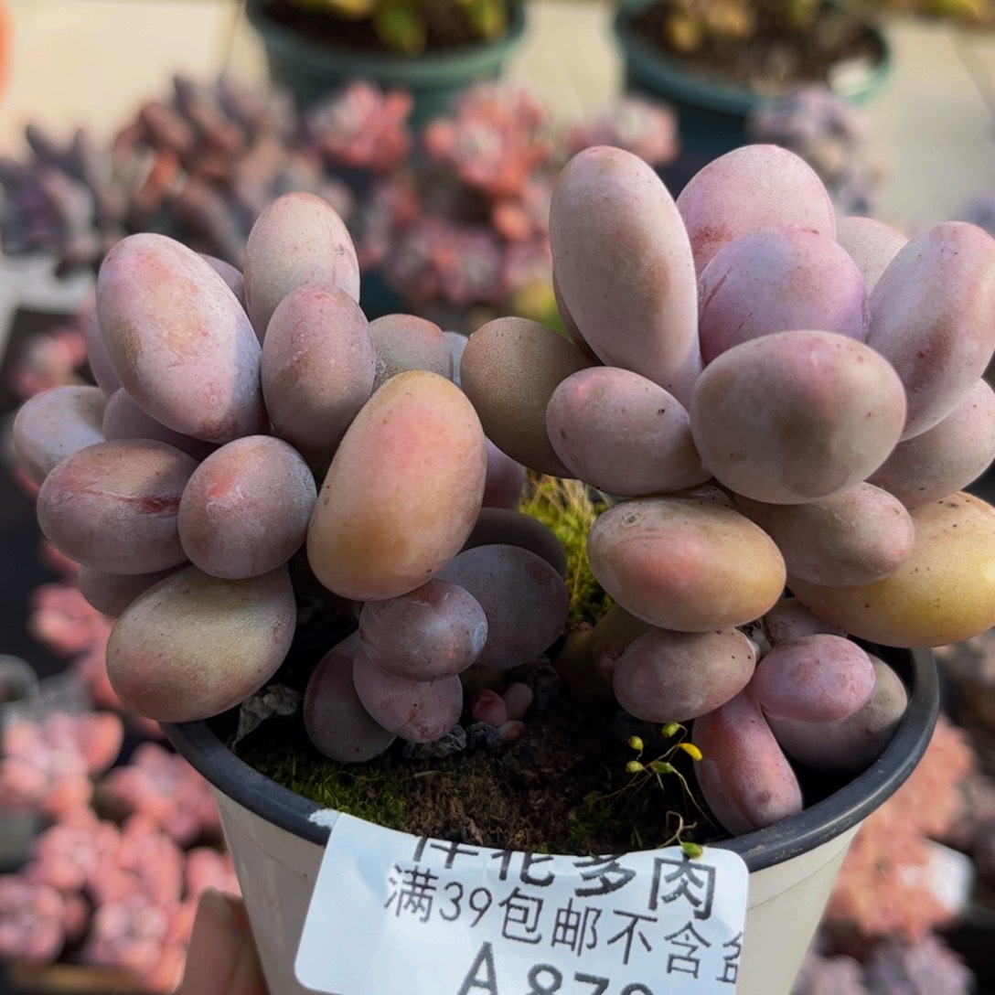 879蛋黄奶8cm多肉植物