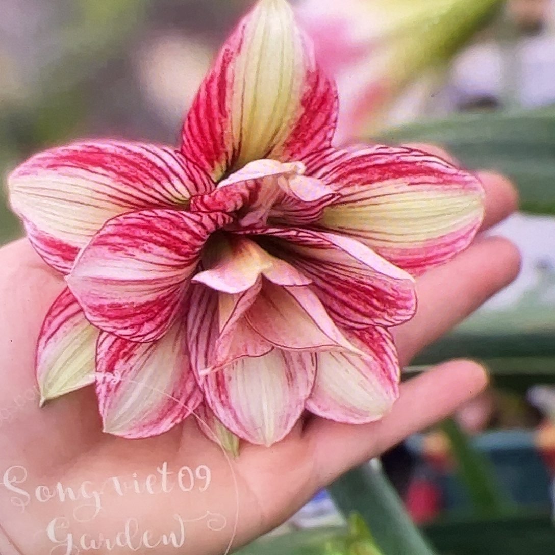 朱顶红钻石宝贝开花球3号