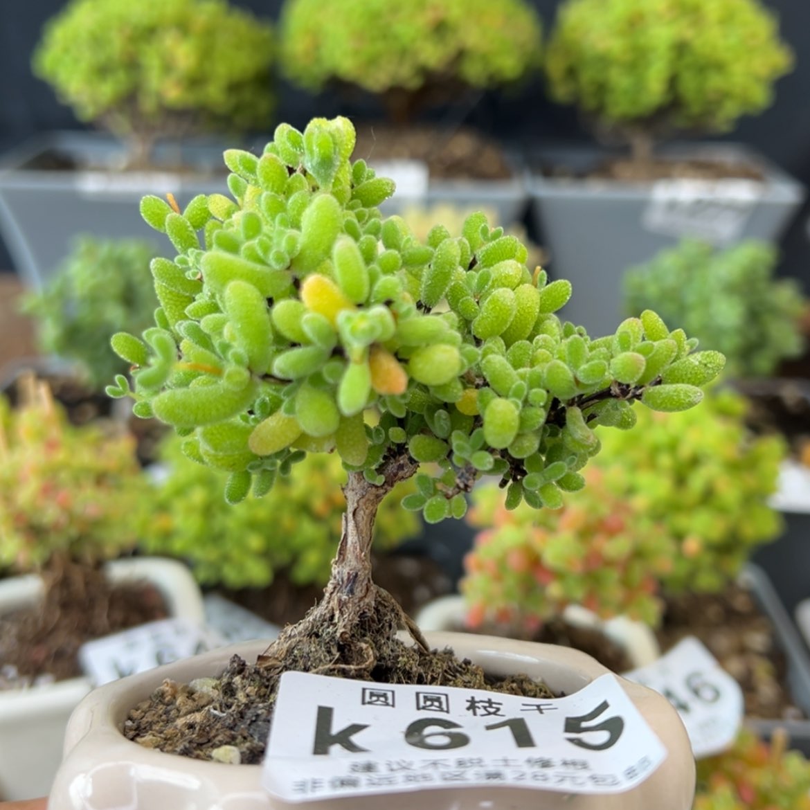 【闪购商品】k615翡翠开播炸