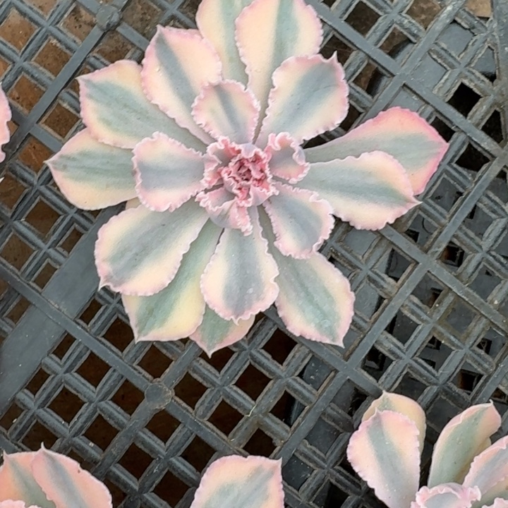 晚霞一物一拍好看