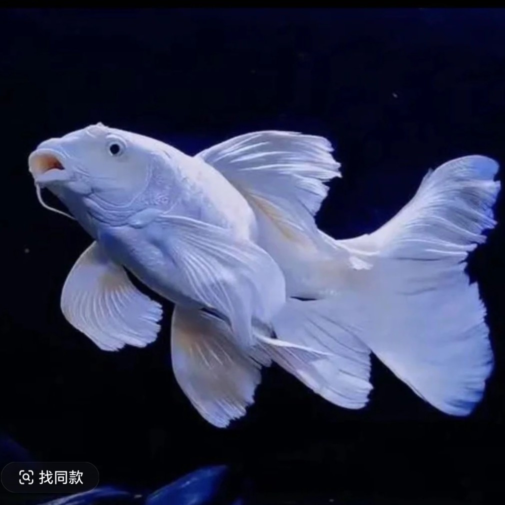 纯种大鳍长尾短身蝴蝶鲤冷水观赏鱼好养耐活