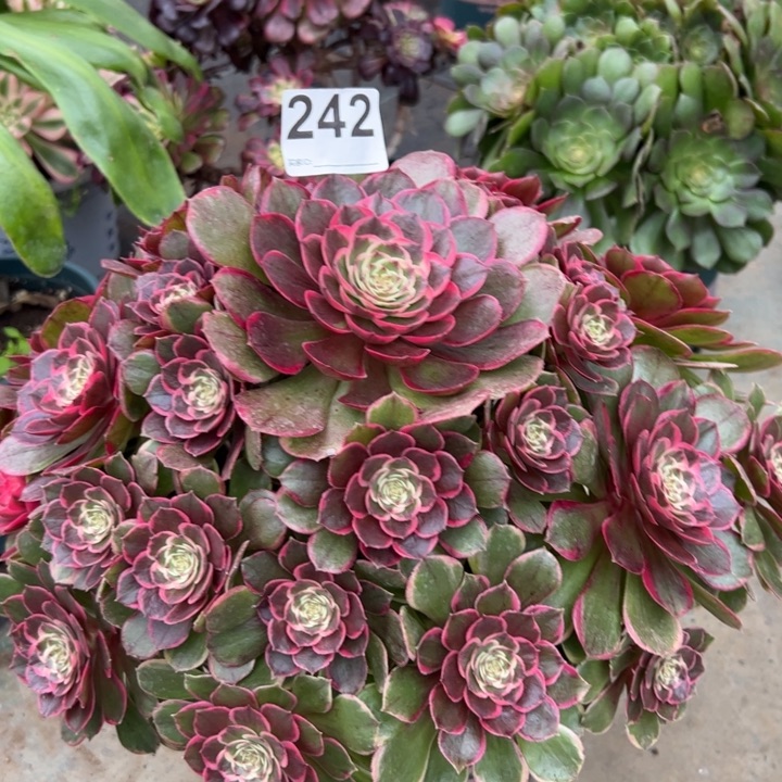 242粉花妖35厘米左右