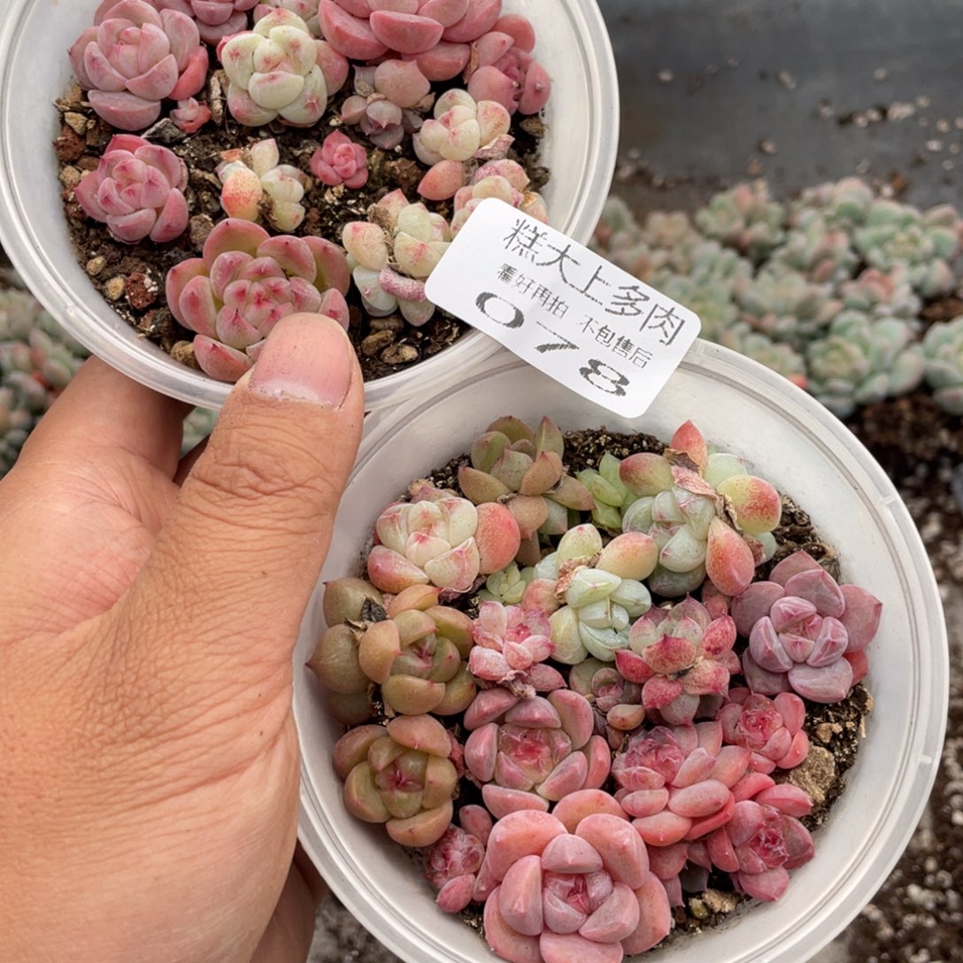糕大上多肉植物78