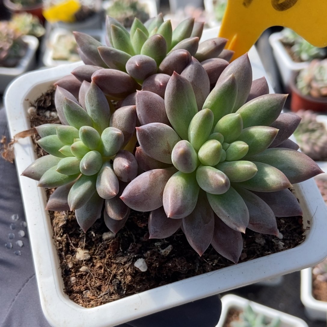 576车厘子多肉植物