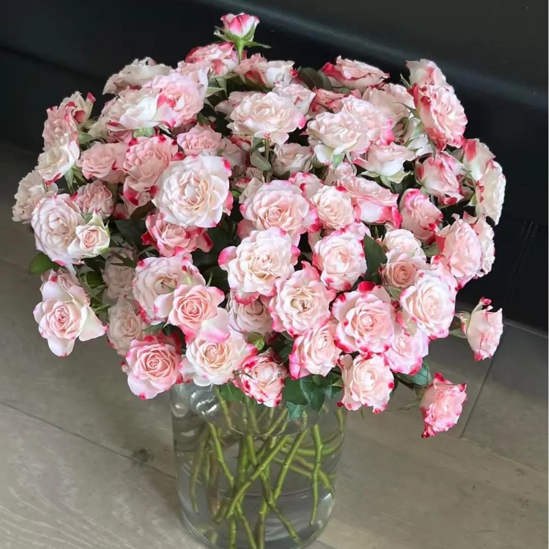 【多头折射玫瑰】云南直发玫瑰鲜花两单顺丰冷链包邮LT