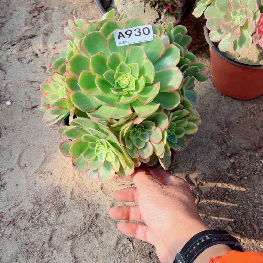 930奶白多肉植物法师