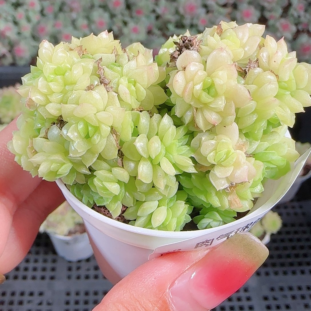 0921-15麦秆优选不包整