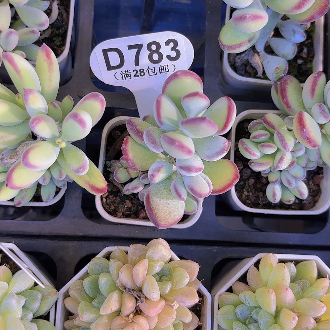 D783哪吒一物一拍