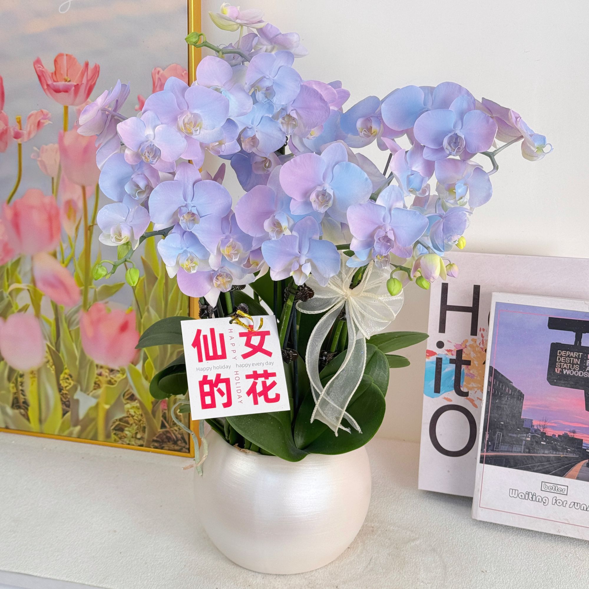 妗画【极光】梦幻马卡龙蓝紫色系列 稀缺喷色工艺好养活 基地直发