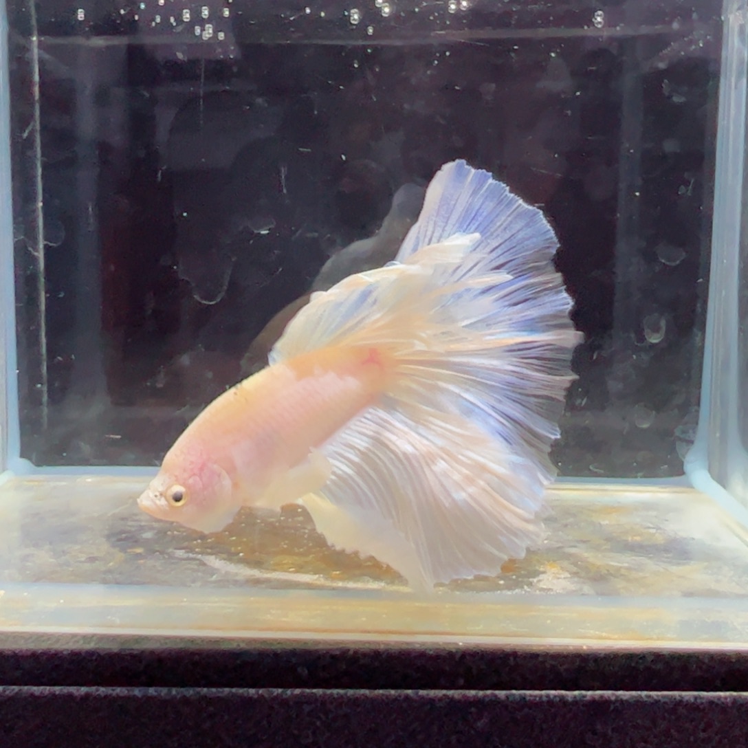斗鱼浅色特殊尾hhhh