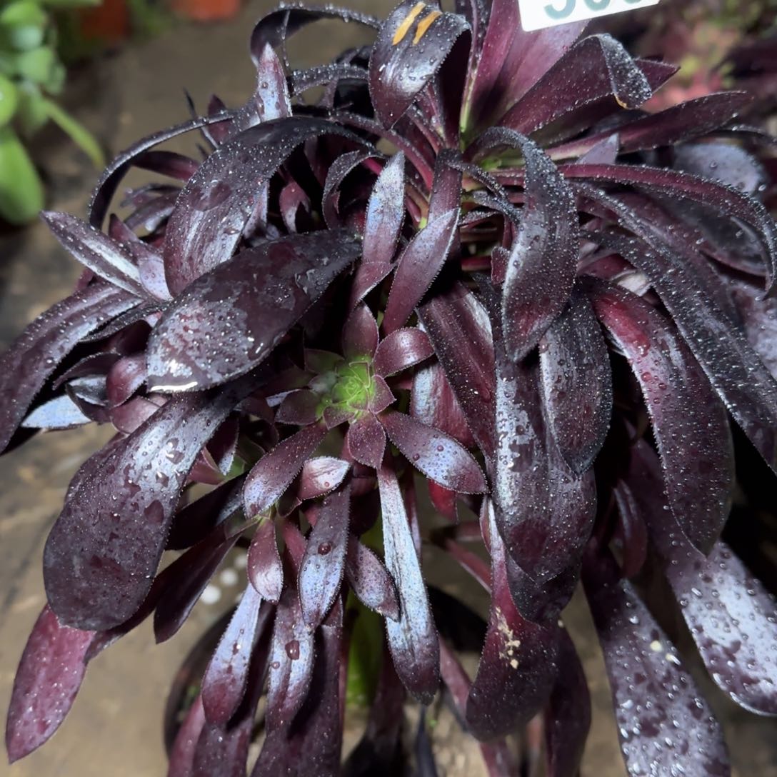 墨法师多肉500满28包邮断枝不包