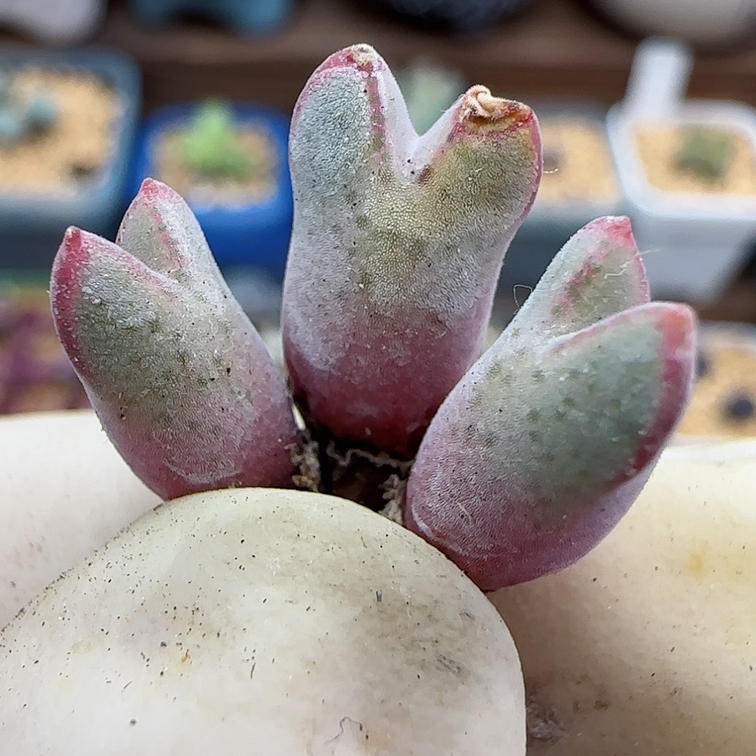 575园艺优选猪蹄