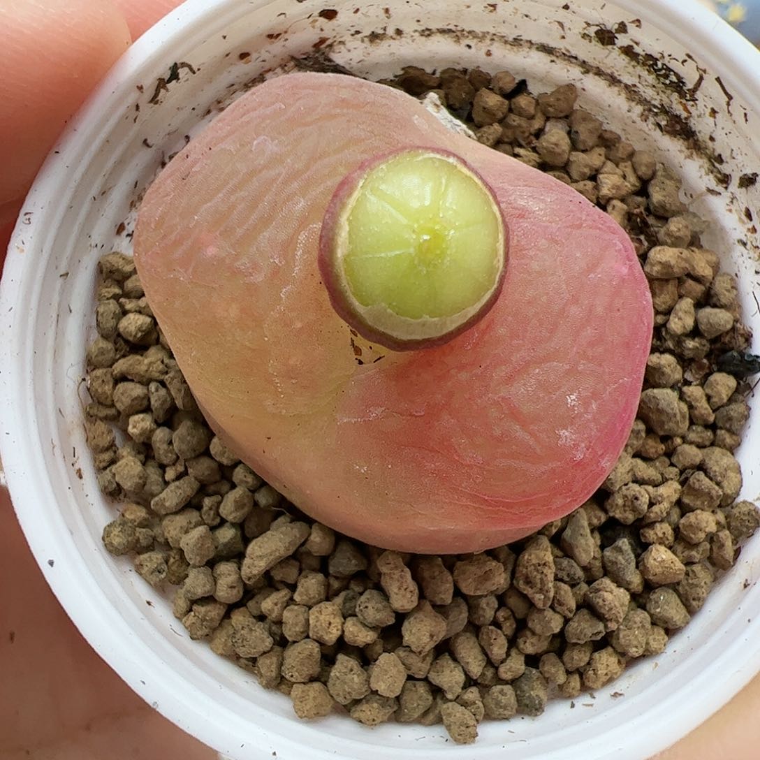 【闪购商品】382 带盆