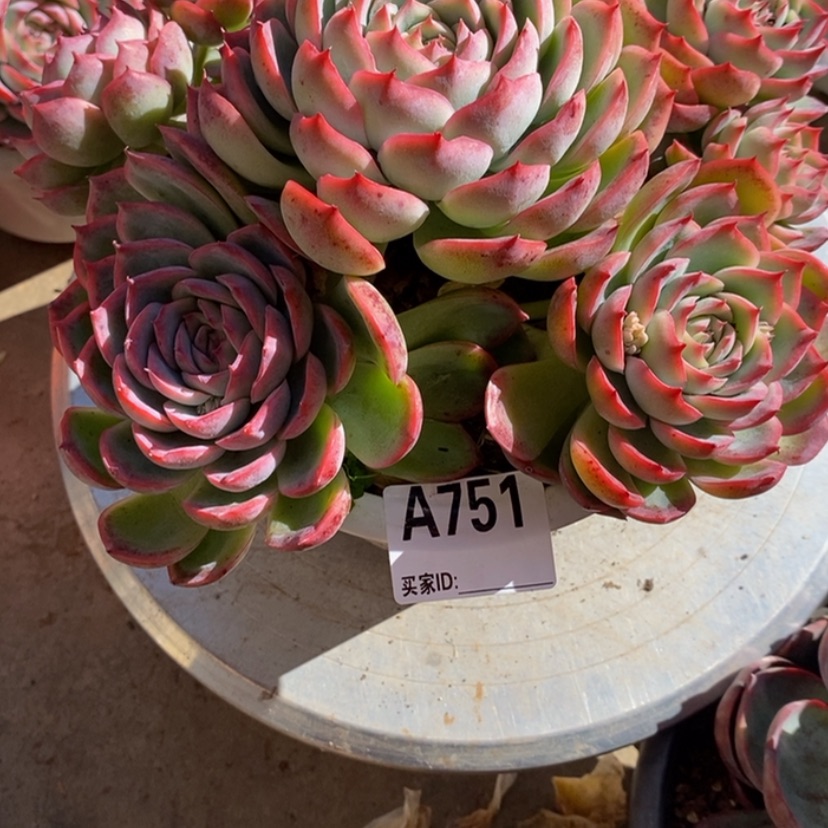 【闪购商品】丁*多肉植物的