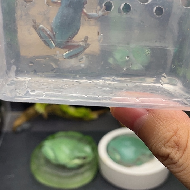 南***梦老爷树蛙加热包……