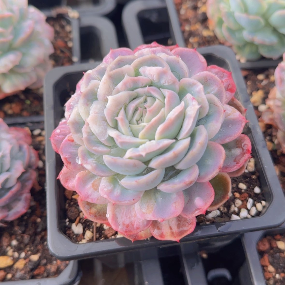 【闪购商品】泡泡纱裙19.9
