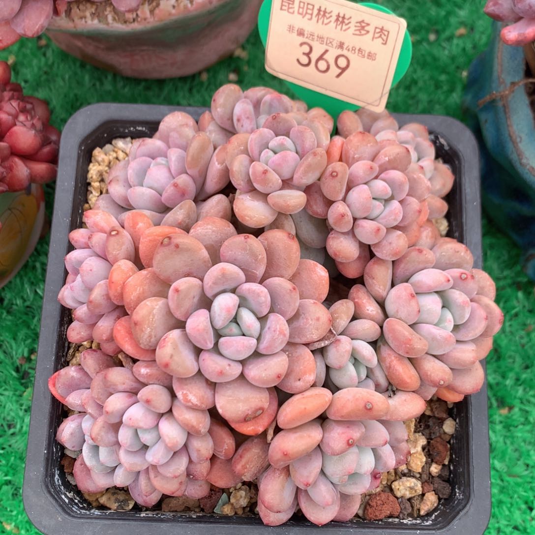 白露老桩无砍369