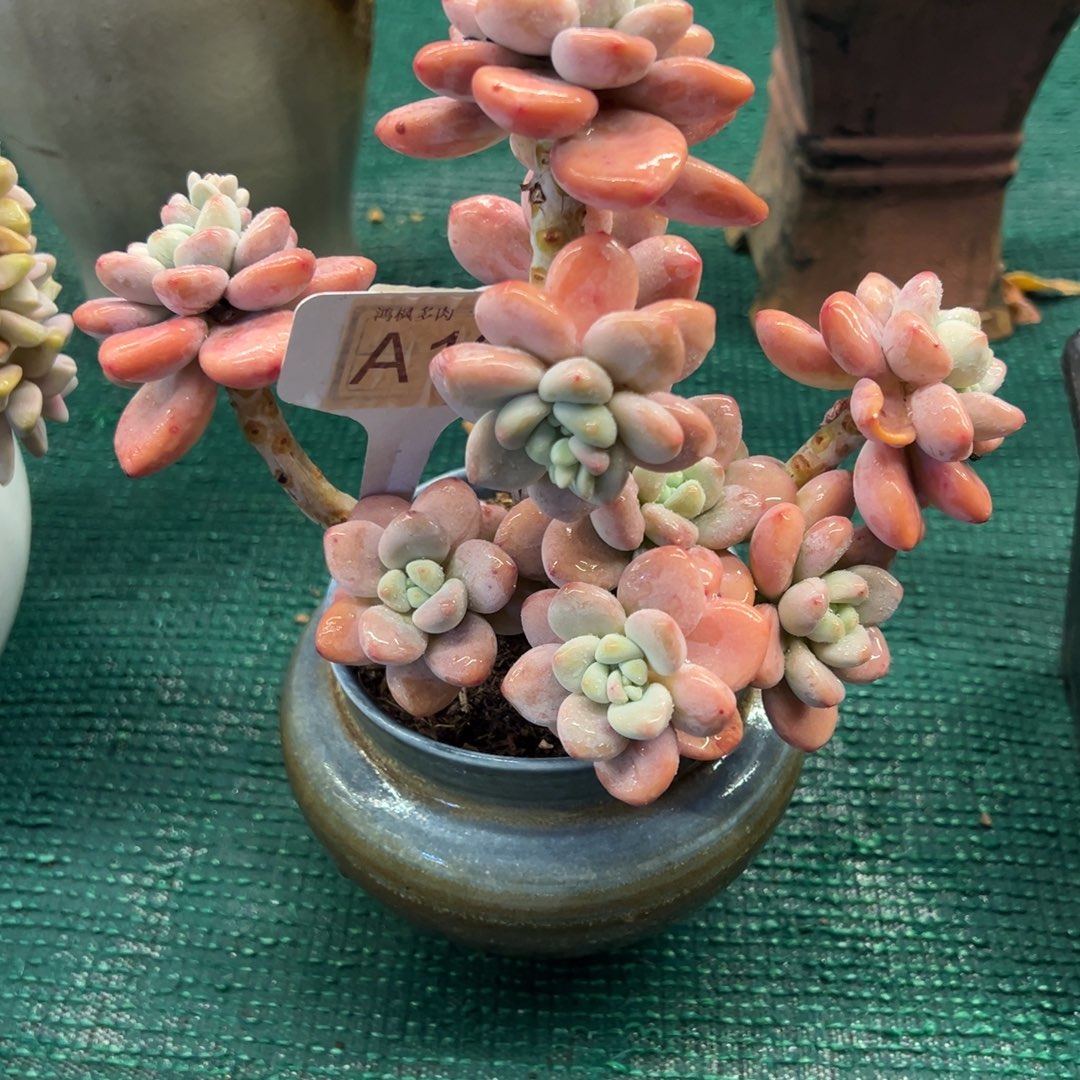 香水洛神，，，，，，，，，，，，，，，，