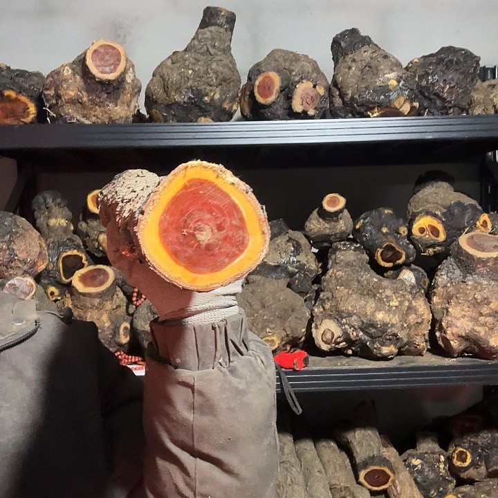 天***1香榧木火琉璃的故事是一个