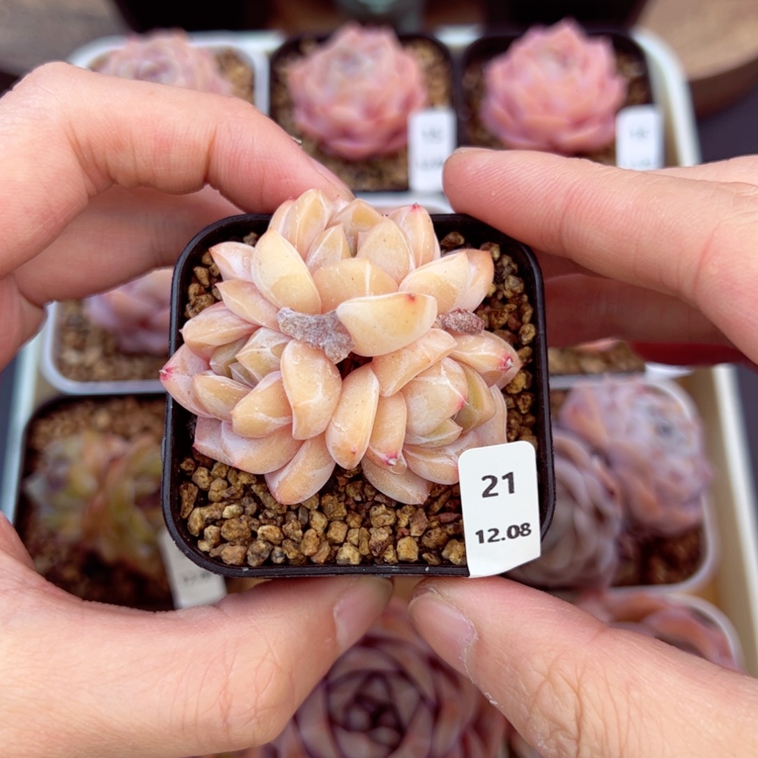 好好看21、哈哈哈哈哈