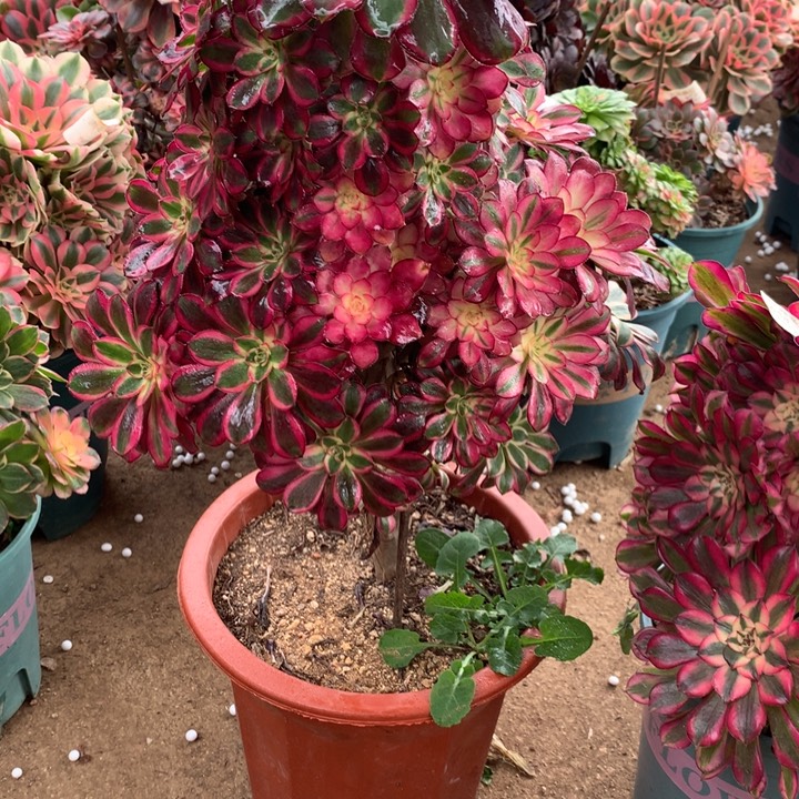 008冰淇淋多肉植物特价