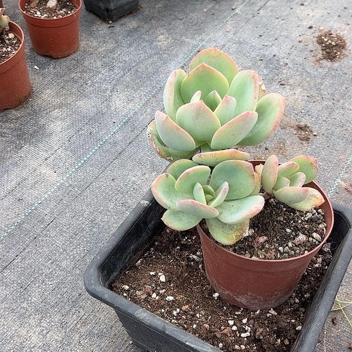 小****156白凤脱土发货不退不换