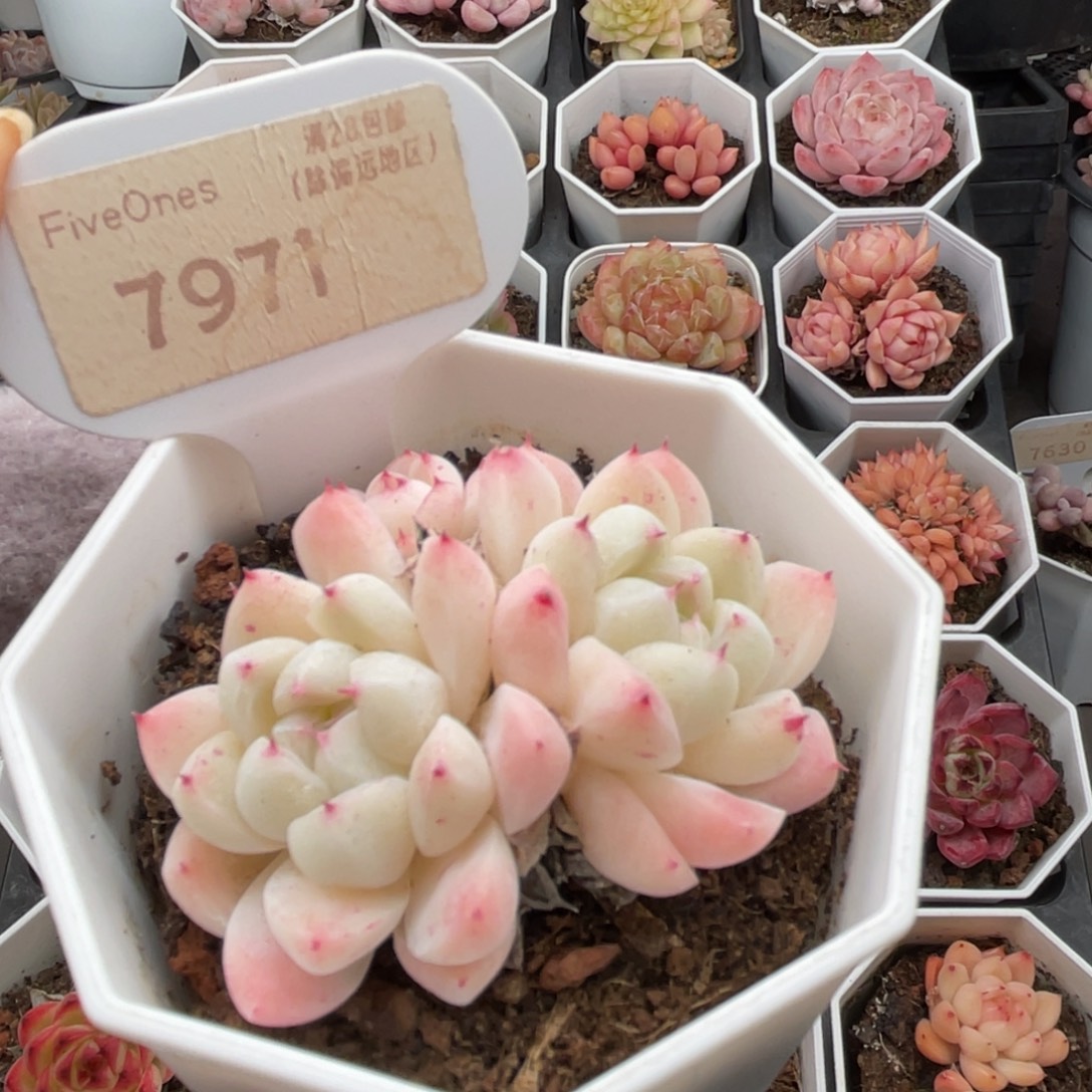 如梦令7971-5.5厘米