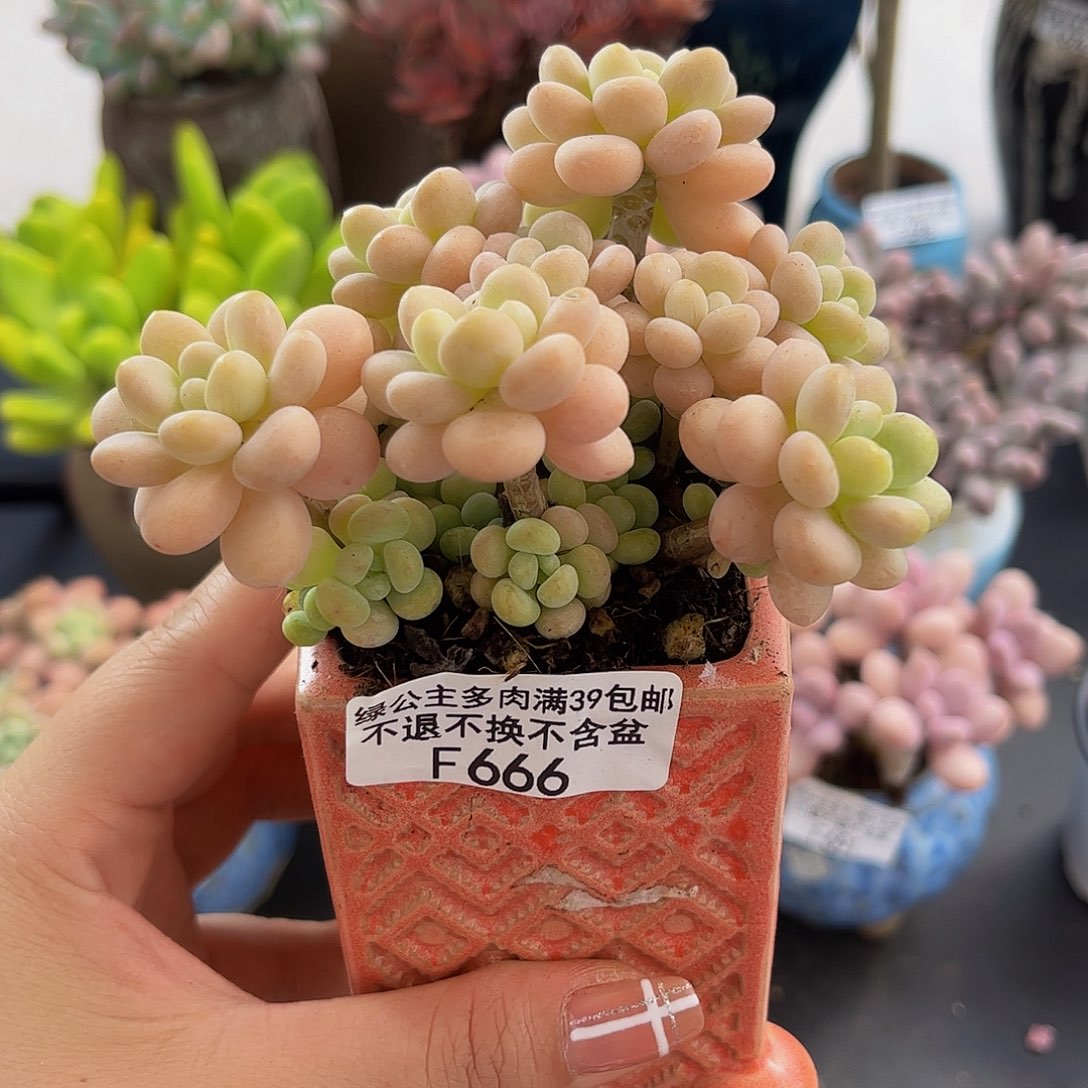 666洛可可多肉。9厘米