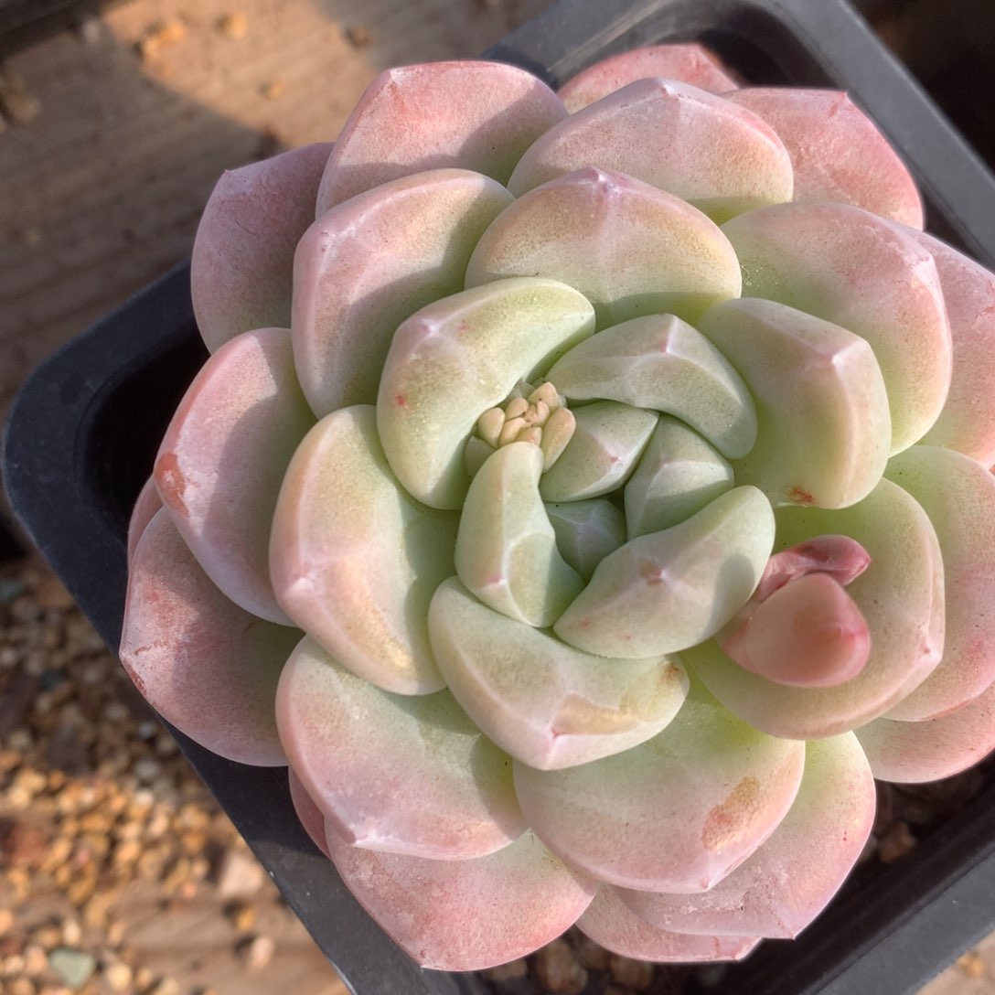 0205-62 老桩冰玉